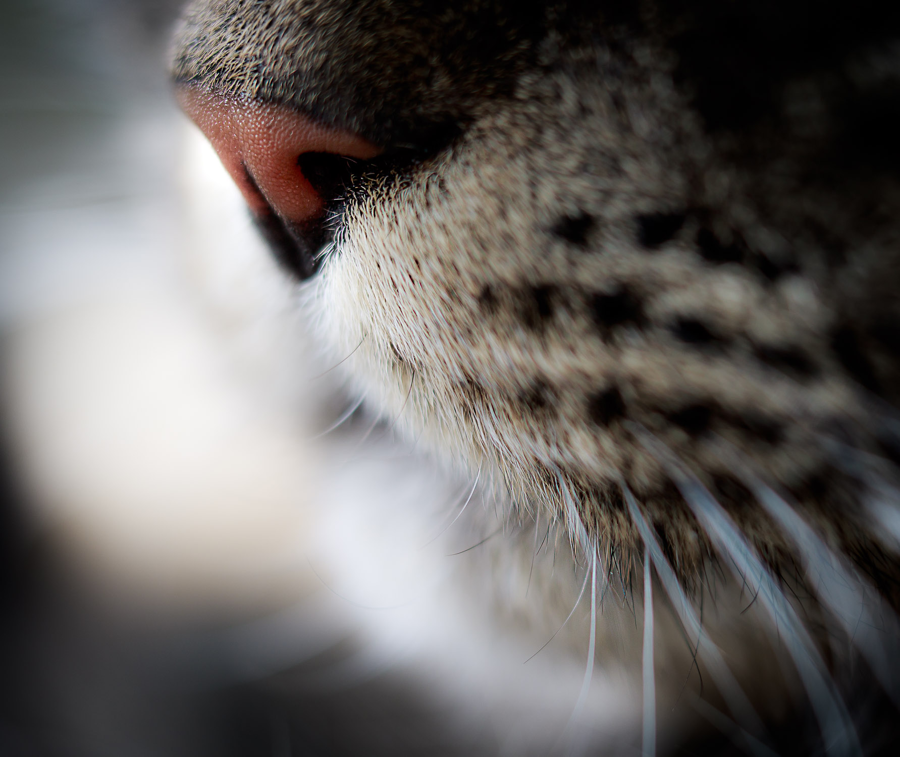 Кошка ест нос. Кошачий нос. Носики котов. Носик котика. Кошачий нос макро.