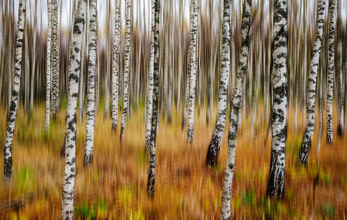 3D Birches