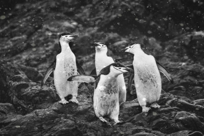 Happy Penguins in Heavy Snow