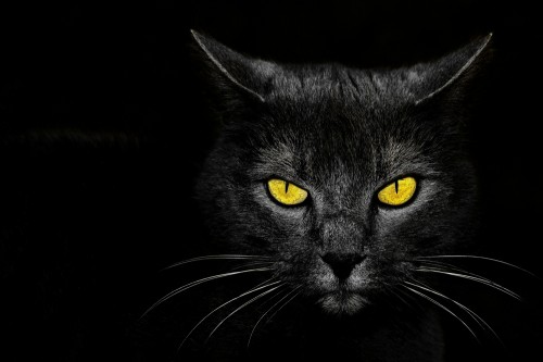 Black Cat