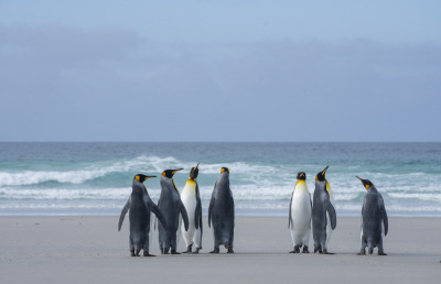 Penguins' Springtime