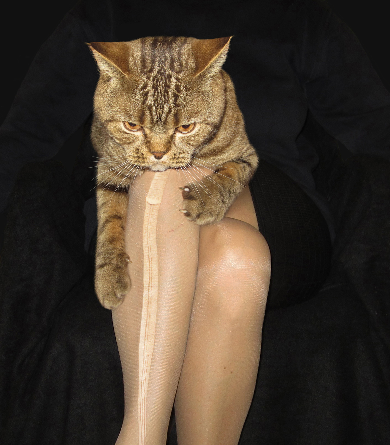 Котик на коленках