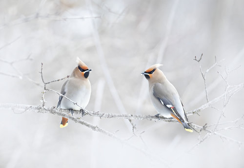 Bohemian Waxwings