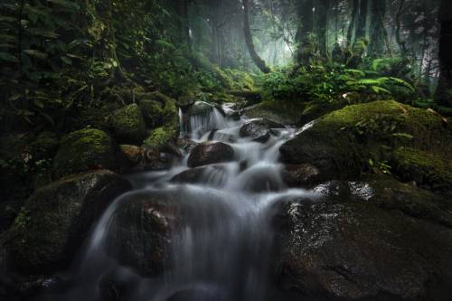 Borneo Rainforest