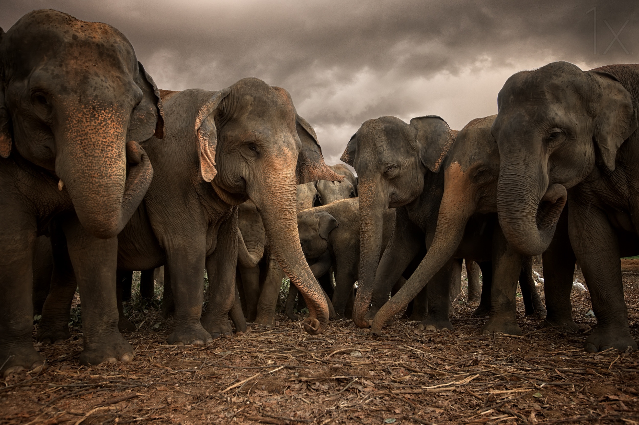 Слон группа организмов. Discovery слоны. Слон на рассвете. Sri Lankan Elephants in Danger. Oxford discover Elephants.