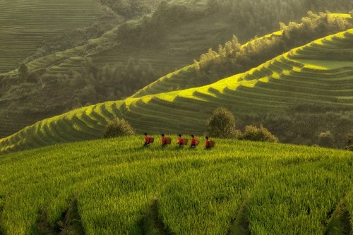 Five Ladies in Rice Fields