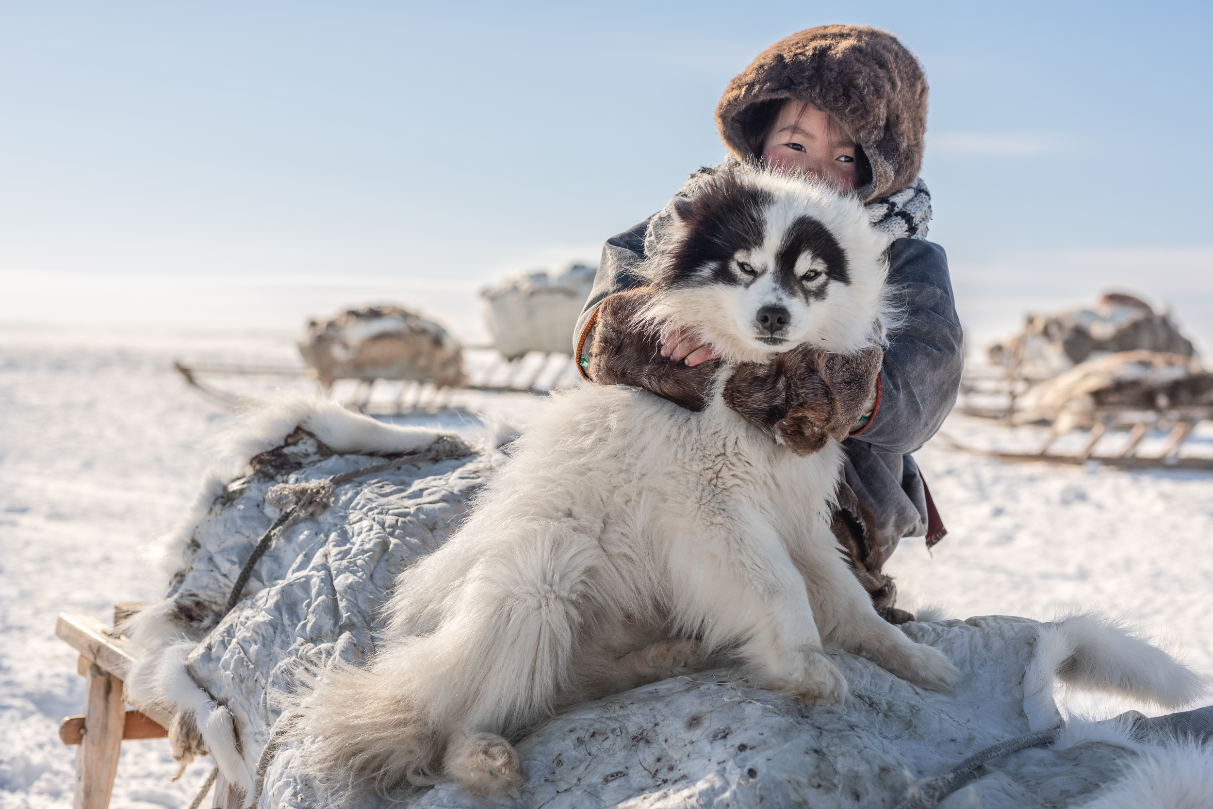 Ненецкая лайка оленегонный шпиц. Оленегонная лайка. Ямальская лайка. Ненецкая лайка. Ямал собаки.