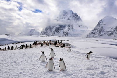 The Penguins Natual Habitat in Antarctica