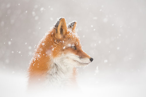 Snow is falling…