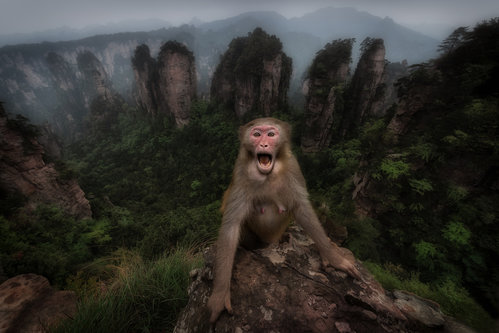 Macaco rhesus