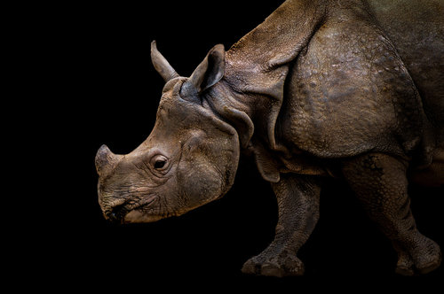 Rhinoceros