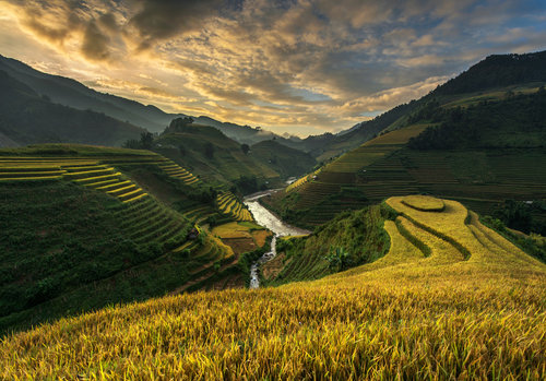 RiceTerrace ( vietnam) RiceTerrace ( vietnam)