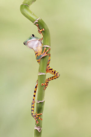 Tiger Leg Monkey Tree Frog with Those Long Legs