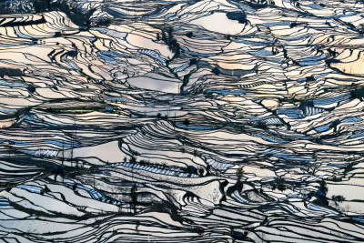 Earth Carpet