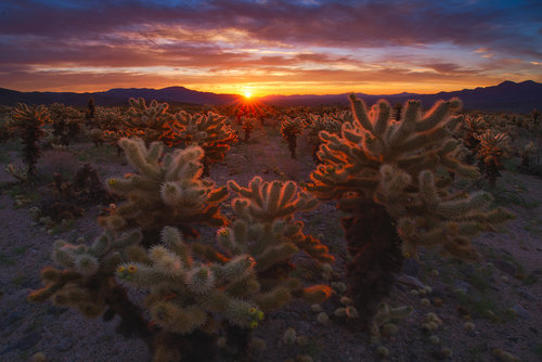 Cholla Garden