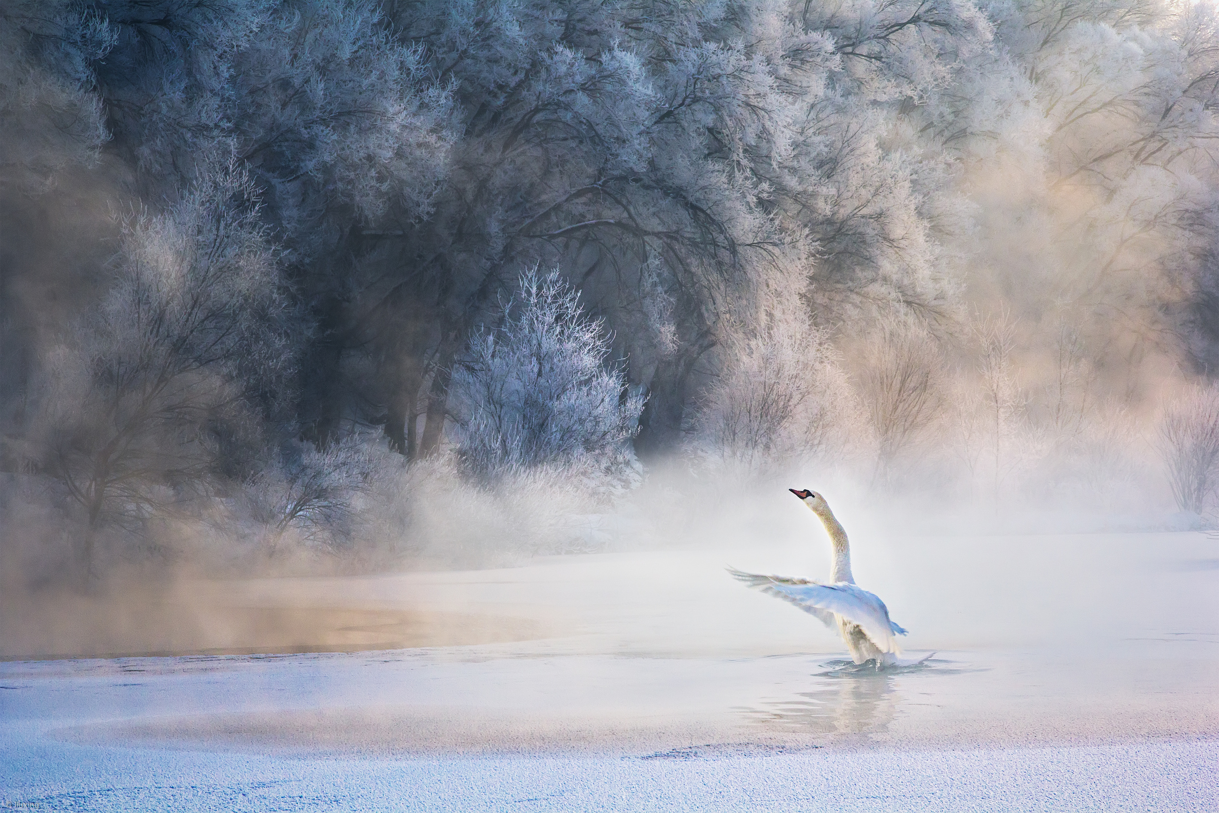 Лебеди на замерзшем озере. Лебеди утро. Словно лебедь из тумана. Лебеди зимой. Одинокий лебедь.