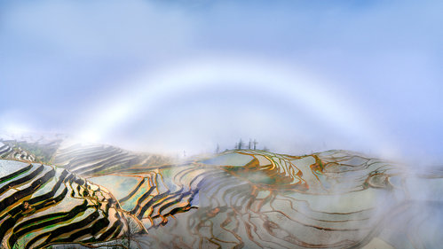 Fog bow in rice terraces