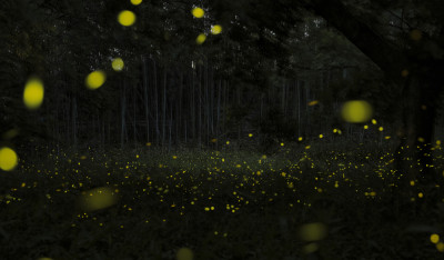 I met the 'Forest Fairy' ! 〜'Himebotaru'〜