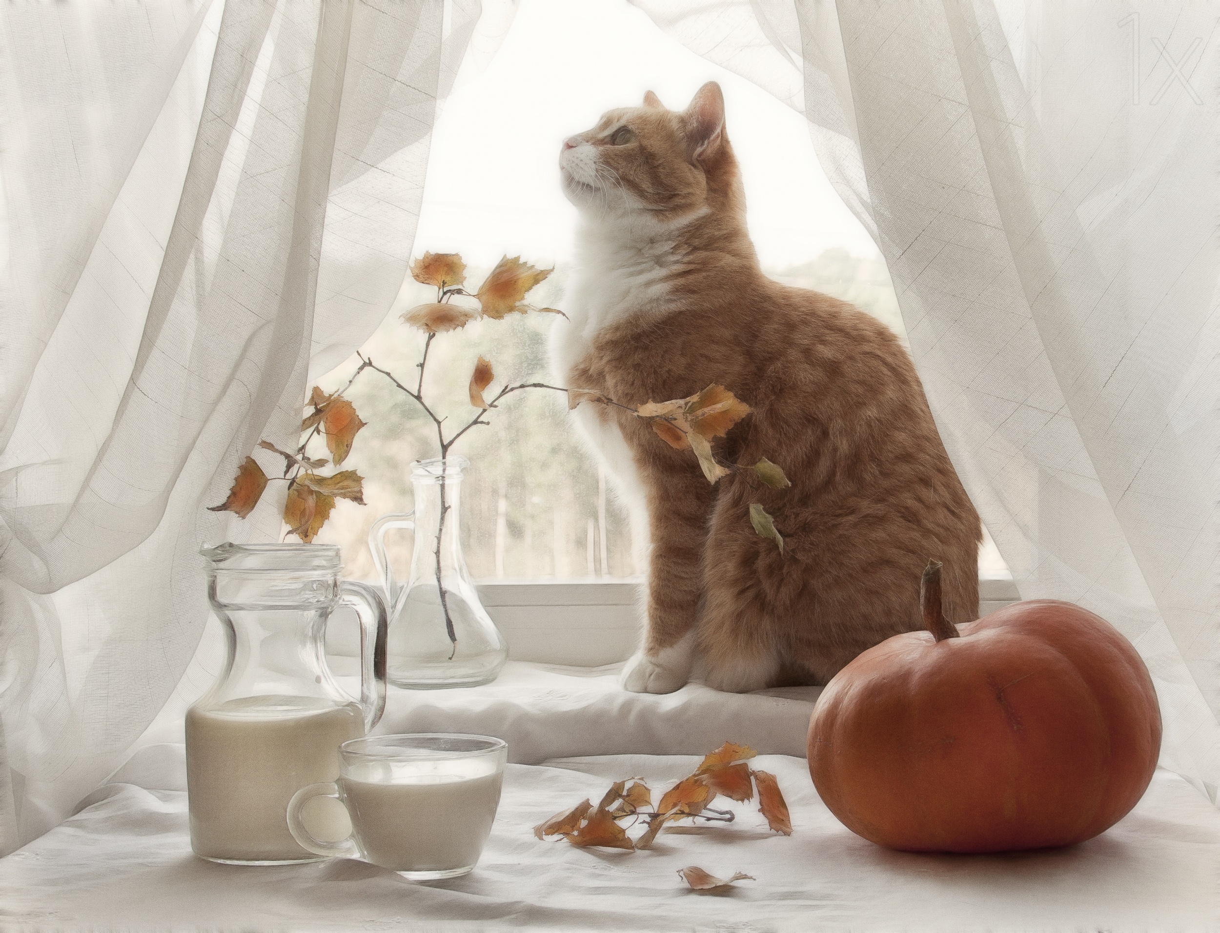Осенний натюрморт с котом